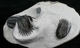 Awesome Triple Trilobite Plate - Mrakibina & Podoliproetus #4243-4